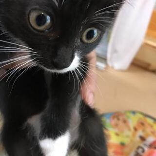 里親様3匹共に決定しました。😺 - 里親募集