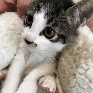 里親様3匹共に決定しました。😺 − 神奈川県