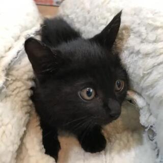 里親様3匹共に決定しました。😺 - 猫