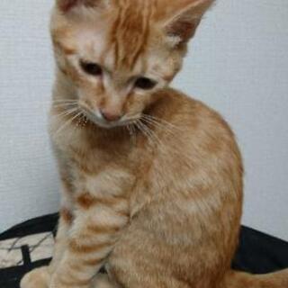 茶トラ (男の子) 約3ヶ月