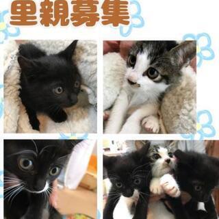 里親様3匹共に決定しました。😺 - 横浜市