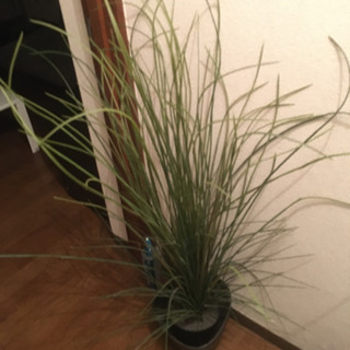 観葉植物　フェイク