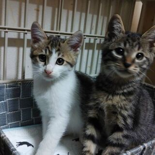 毎年恒例☀️獣医大学で猫の譲渡会開催❤️キジシロキジトラの兄弟 ...