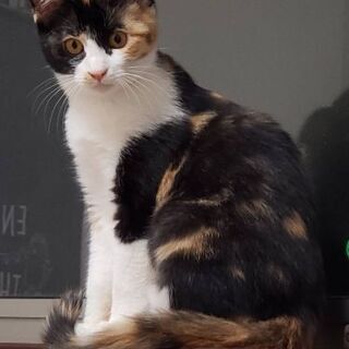 毎年恒例☀️獣医大学で猫の譲渡会開催❤️三毛ちゃん生後4ヶ月 写...