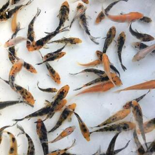 【錦鯉】稚魚☆無選別(10匹)