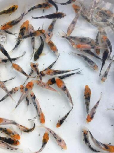 大量販売【錦鯉】稚魚20匹 (無選別)