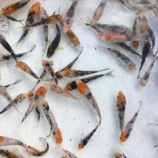 大量販売【錦鯉】稚魚20匹 (無選別)