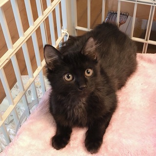 黒の子猫 里親募集！