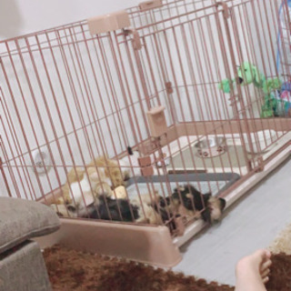 ミニチュアダックス