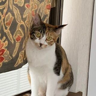 キュートなモミジちゃん(膀胱炎の治療中なので一時停止いたします)