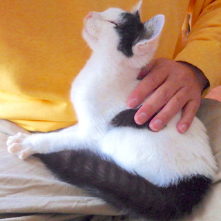 坊ちゃん刈りの人懐こい4ヶ月の男の子です - 猫