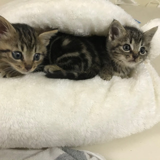 里親募集中です。