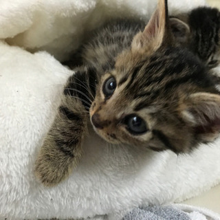 この子たちの里親になってもらえる方いませんか？