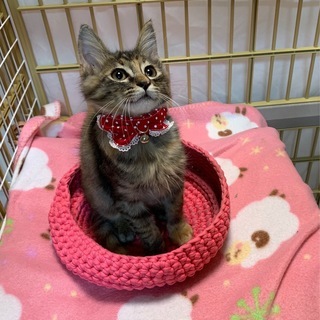 ソマリ猫風の美しい長毛子猫ちゃん!