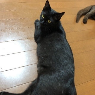 黒猫親子