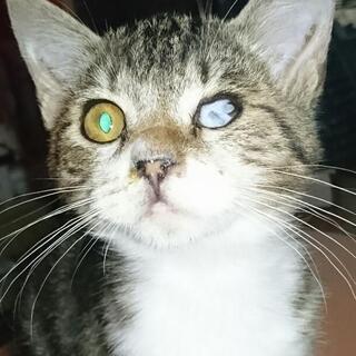 アメリカンショートヘアのミックス子猫♪里親さん募集！