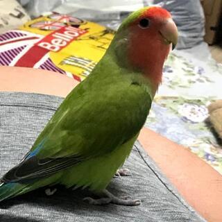 コザクラインコ。　