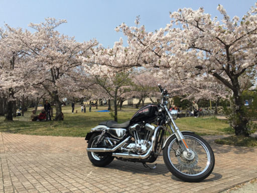 HARLEY-DAVIDSON ハーレーダビッドソン スポーツスター XL1200C カスタム車 車検Ｈ32年11月、動画あり