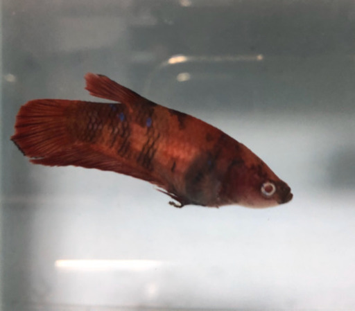 激レア！　アルビノベタ　キャンディベタ　♀