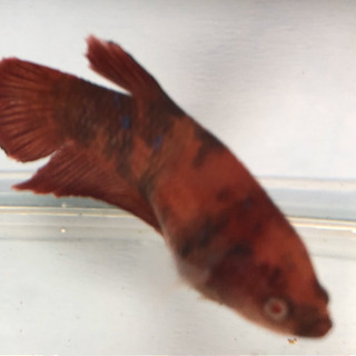 激レア！　アルビノベタ　キャンディベタ　♀の画像