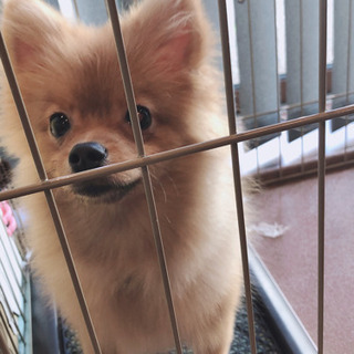 ポメラニアンのオス飼い主募集します