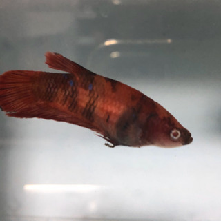 激レア！　アルビノベタ　キャンディベタ　♀の画像