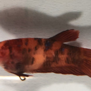 激レア！　アルビノベタ　キャンディベタ　♀の画像