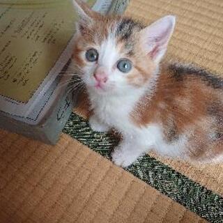 野良の仔猫生後一ヶ月過ぎ