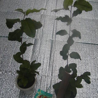 残り1鉢！　ビックリグミの苗
