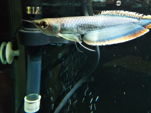 【10/21取引中】ブラックアロワナ  15～17cm カーニバル食べます