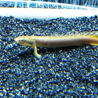 【10/23まで取り置き中】ポリプテルス・セネガルス　10～11㎝　ミニキャット食べます。の画像