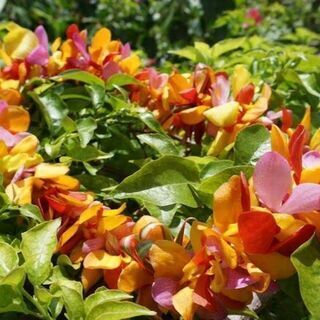 フラダンス🌺夜の部🌺生徒募集中✨心と体の健康に🍀
