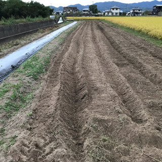 🌱令和 冬野菜 🌱安心  安全な野菜作り メンバー募集 - その他