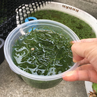 水草:250円の画像