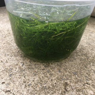 水草:250円の画像