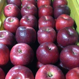 りんご 紅玉1kg〜