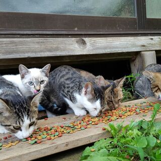 かわいい子猫が６匹います。