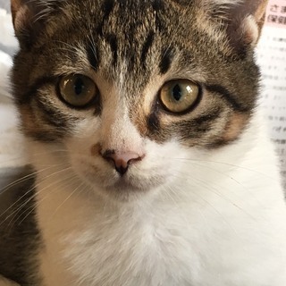 野良猫 キジトラ オス2匹 ハチワレ オス1匹 メス1匹