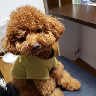 犬友になって下さい🐶