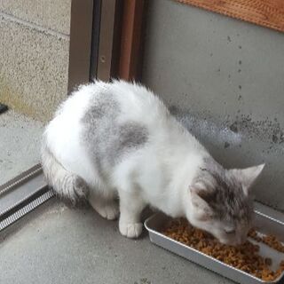 ハート❤付の猫❗