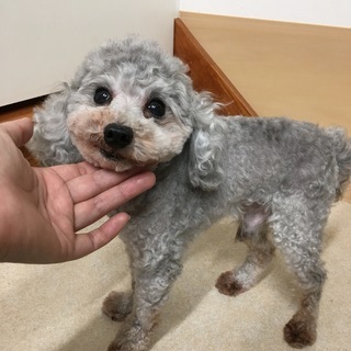 シルバープードル男の子