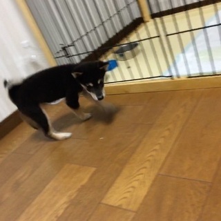 里親様トライアル決定しました 受付終了 - 犬