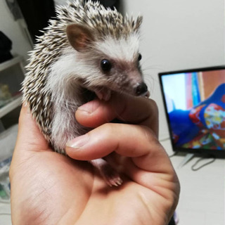 やむを得ず(ハリネズミ)
