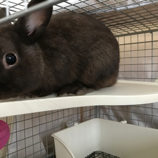 うさぎ２羽