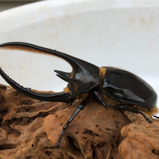 ヘラクレスオオカブト やニジイロクワガタ等幼虫、成虫販売の画像