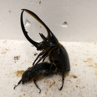 ヘラクレスオオカブト やニジイロクワガタ等幼虫、成虫販売の画像