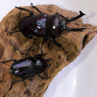 ヘラクレスオオカブト やニジイロクワガタ等幼虫、成虫販売の画像