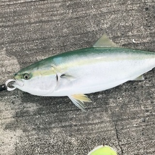 ショアジギング、シーバス釣り仲間募集