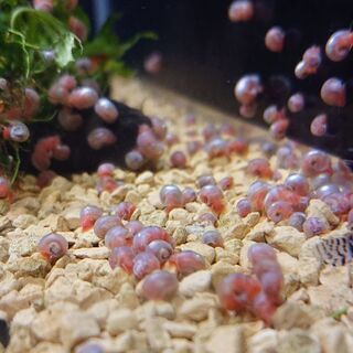 小さいラムズホーン50匹 (貝熱帯魚水草メダカ掃除アベニーパファー)