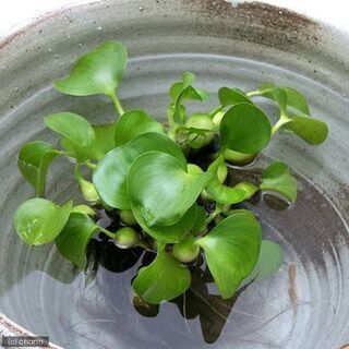 ホテイソウ/水草 など無料で譲ってください🌱